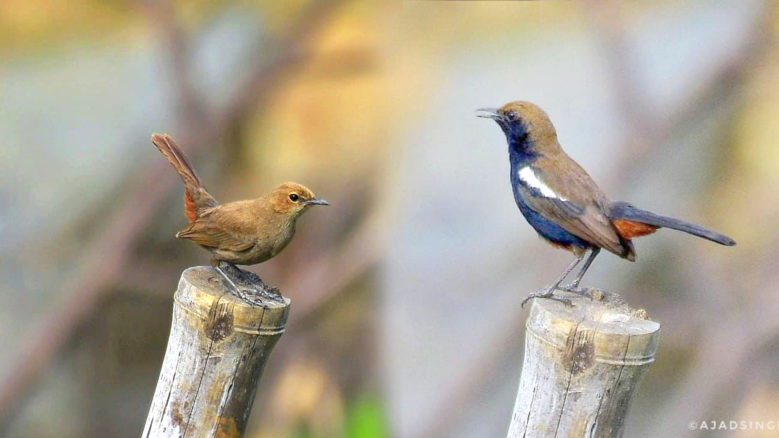 indian-robin