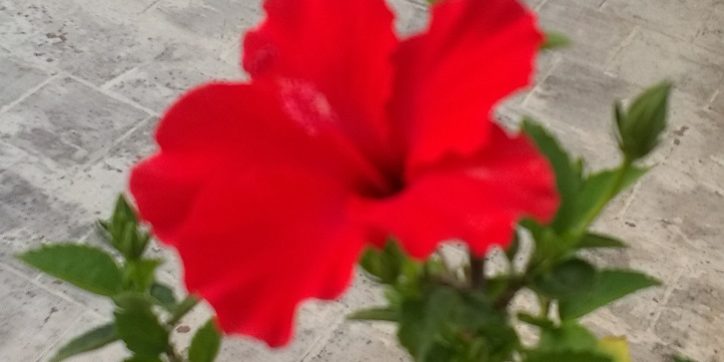 WP_20170312_07_27_30_Pro