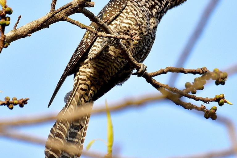 female koel