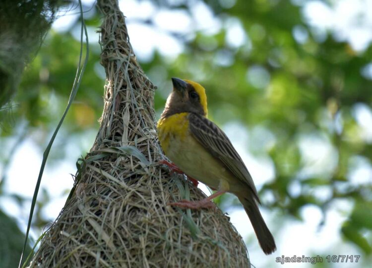 नर पक्षी ,प्रजनन अवस्था में घोसला बनाते हुए