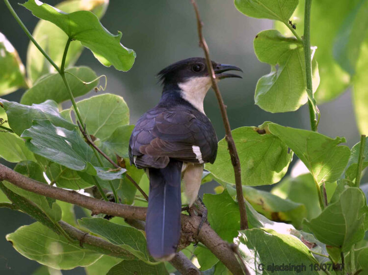 PIED CRESTED CUCKOO 01