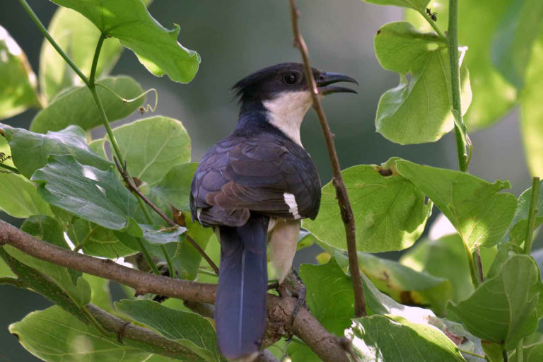 PIED CRESTED CUCKOO 01