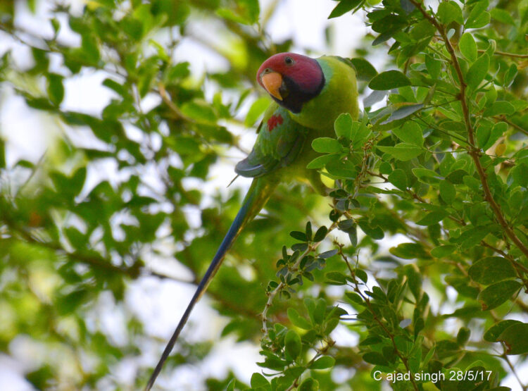 Plum-Headed Parakeet (Male), टोइंया सुग्गा (नर), चित्र सर्वाधिकार: आजाद सिंह, © Ajad Singh, सरयू नदी के पास गुप्तार घाट, फैज़ाबाद, उत्तर प्रदेश, May 28, 2017