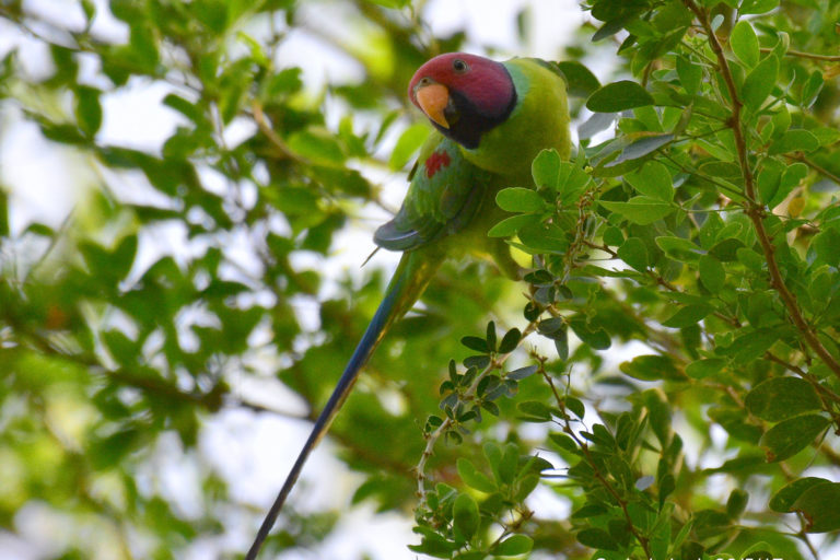 Plum-Headed Parakeet (Male), टोइंया सुग्गा (नर), चित्र सर्वाधिकार: आजाद सिंह, © Ajad Singh, सरयू नदी के पास गुप्तार घाट, फैज़ाबाद, उत्तर प्रदेश, May 28, 2017