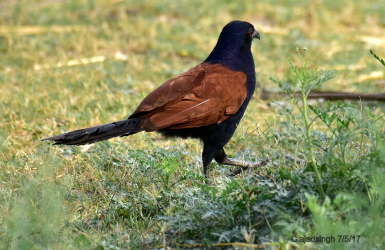 GREATER COUCAL CROW PHEASANT SOUTHERN COUCAL महोख डुगडुगी, चित्र सर्वाधिकार: आजाद सिंह, © Ajad Singh, सरयू नदी के पास, माझा, अयोध्या, फैज़ाबाद, उत्तर प्रदेश, May 07, 2017