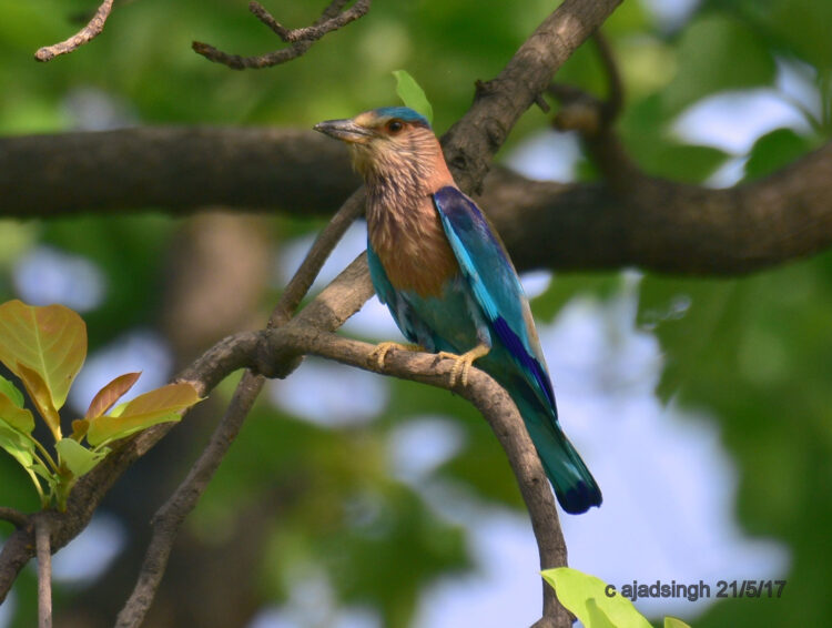 INDIAN ROLER/INDIAN BLUE JAY नीलकण्ठ, चित्र सर्वाधिकार: आजाद सिंह, © Ajad Singh, सरयू नदी के पास, माझा, अयोध्या, फैज़ाबाद, उत्तर प्रदेश, May 21, 2017