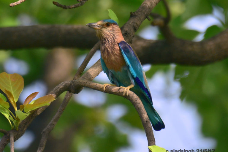 INDIAN ROLER/INDIAN BLUE JAY नीलकण्ठ, चित्र सर्वाधिकार: आजाद सिंह, © Ajad Singh, सरयू नदी के पास, माझा, अयोध्या, फैज़ाबाद, उत्तर प्रदेश, May 21, 2017