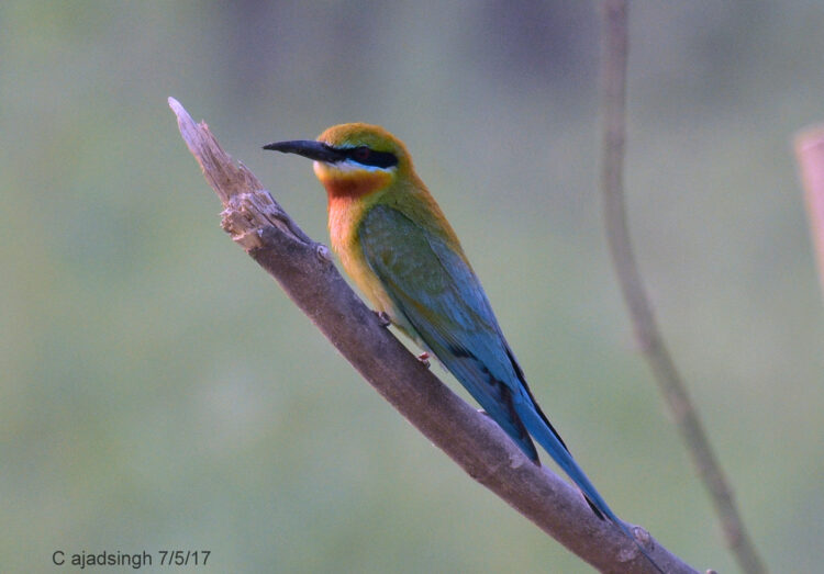 Blue-Tailed Bee-Eater/बड़ा पतिरिंगा, चित्र सर्वाधिकार: आजाद सिंह, © Ajad Singh, मांझा, फैजाबाद, उत्तर प्रदेश, May 7, 2017