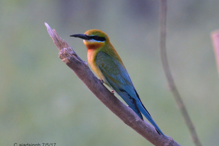 Blue-Tailed Bee-Eater/बड़ा पतिरिंगा, चित्र सर्वाधिकार: आजाद सिंह, © Ajad Singh, मांझा, फैजाबाद, उत्तर प्रदेश, May 7, 2017