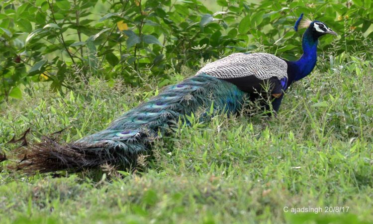 Male Peacock, नर मोर, चित्र सर्वाधिकार: आजाद सिंह, © Ajad Singh, सरयू नदी के पास, माझा, अयोध्या, फैज़ाबाद, उत्तर प्रदेश, August 20, 2017