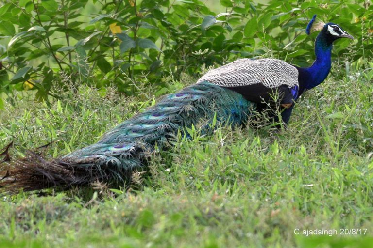 Male Peacock, नर मोर, चित्र सर्वाधिकार: आजाद सिंह, © Ajad Singh, सरयू नदी के पास, माझा, अयोध्या, फैज़ाबाद, उत्तर प्रदेश, August 20, 2017