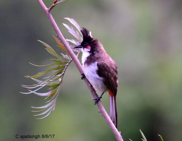 Red Whiskered Bulbul, बुलबुल, चित्र सर्वाधिकार: आजाद सिंह, © Ajad Singh, अवधपुरी कॉलोनी फैजाबाद उत्तर प्रदेश, June 8, 2017