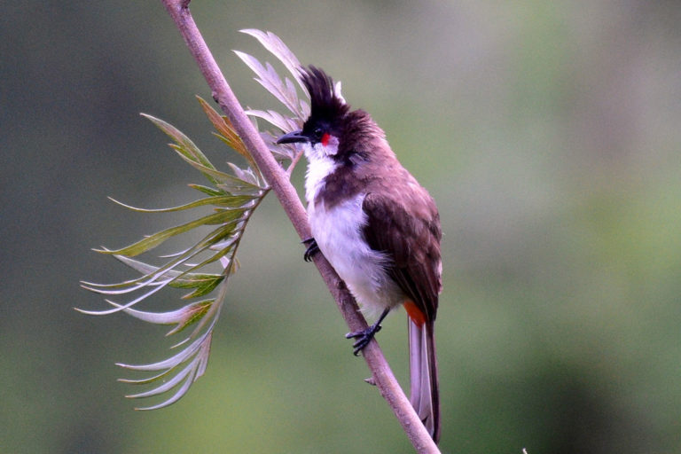 Red Whiskered Bulbul, बुलबुल, चित्र सर्वाधिकार: आजाद सिंह, © Ajad Singh, अवधपुरी कॉलोनी फैजाबाद उत्तर प्रदेश, June 8, 2017