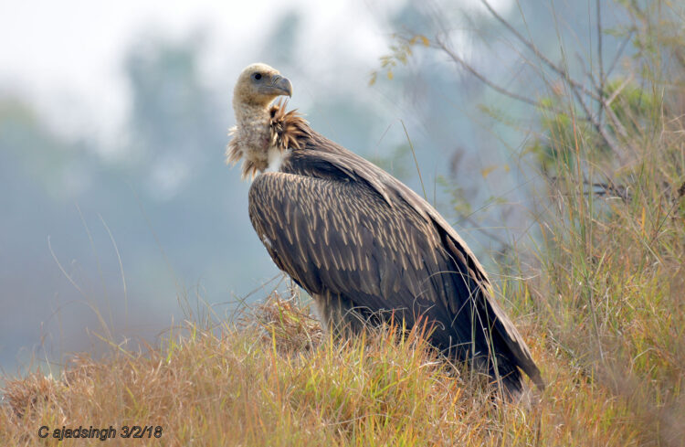 Himalayan Griffon Vulture हिमालयी पहाड़ी गिद्ध, चित्र सर्वाधिकार: आजाद सिंह, © Ajad Singh, सुहेलवा, पूर्वी बालापुर गाँव, नेपाल सीमा के निकट, जिला श्रावस्ती उत्तर प्रदेश, February 3, 2018
