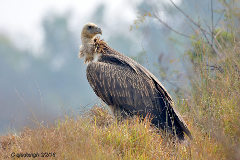 Himalayan Griffon Vulture हिमालयी पहाड़ी गिद्ध, चित्र सर्वाधिकार: आजाद सिंह, © Ajad Singh, सुहेलवा, पूर्वी बालापुर गाँव, नेपाल सीमा के निकट, जिला श्रावस्ती उत्तर प्रदेश, February 3, 2018