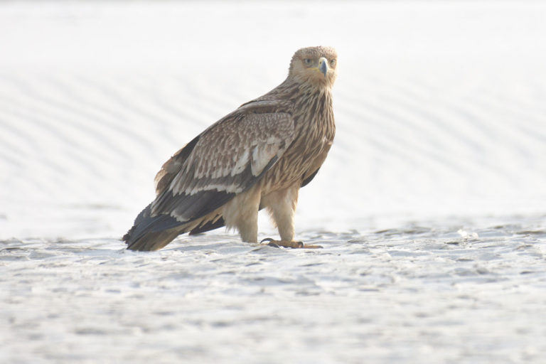 Asian Imperial Eagle / शाही गरुड़, चित्र सर्वाधिकार: आजाद सिंह, © Ajad Singh, मसरयू नदी का रेतीला कछार, गुप्तारघाट, फैजाबाद, उत्तर प्रदेश (फैजाबाद में पहली बार फोटो खीचकर पहचान की गई ), February 10, 2018