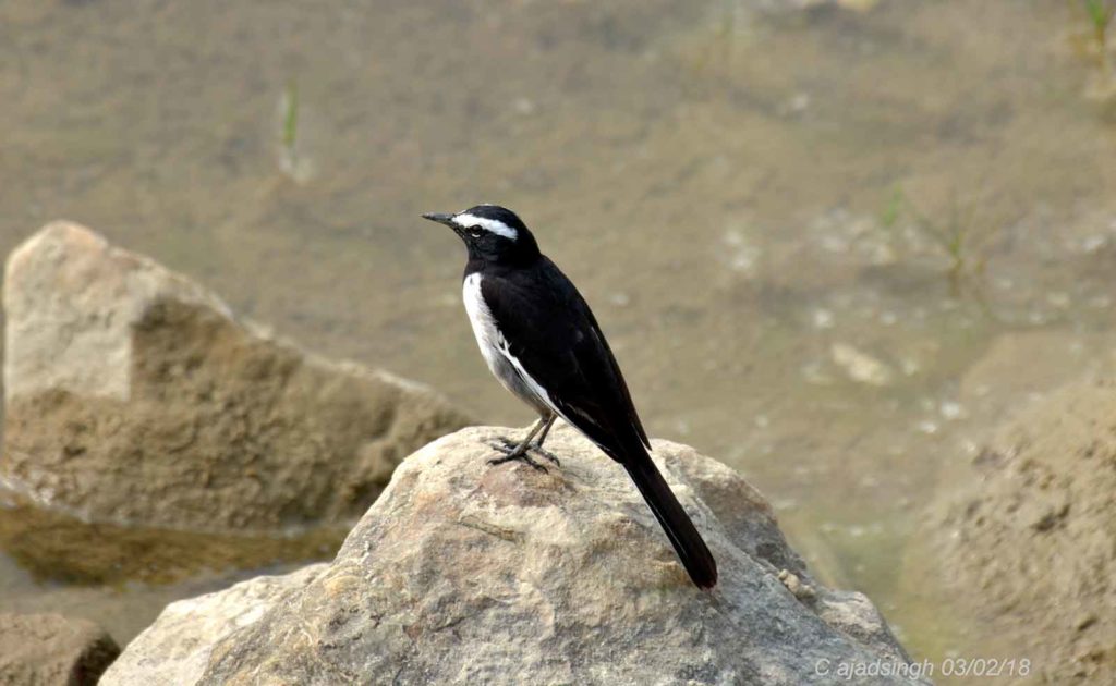 Large Pied Wagtail, White-Browed Wagtail, ममोला खञ्जन, चित्र सर्वाधिकार: आजाद सिंह, © Ajad Singh, सुहेलवा, पूर्वी बालापुर गाँव, राजा सुहेलदेव वाइल्डलाइफ सैंक्चुअरी, निकट नेपाल सीमा, जिला श्रावस्ती, उत्तर प्रदेश, February 03, 2018