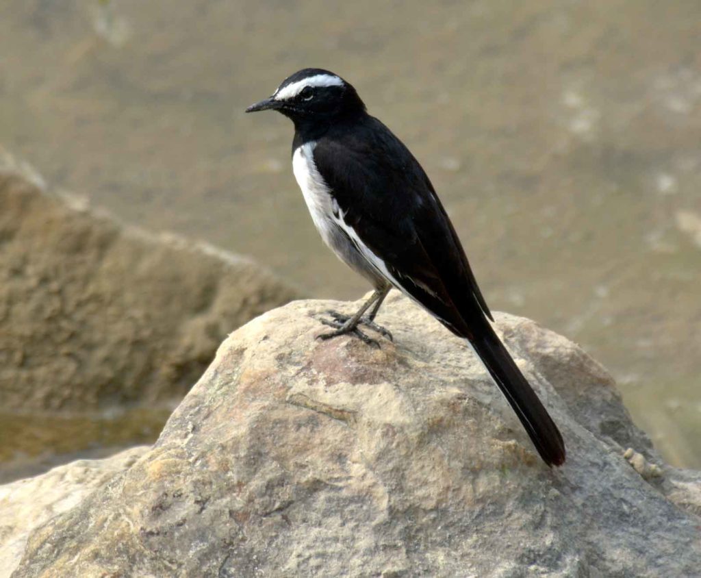 Large Pied Wagtail, White-Browed Wagtail, ममोला खञ्जन, चित्र सर्वाधिकार: आजाद सिंह, © Ajad Singh, सुहेलवा, पूर्वी बालापुर गाँव, राजा सुहेलदेव वाइल्डलाइफ सैंक्चुअरी, निकट नेपाल सीमा, जिला श्रावस्ती, उत्तर प्रदेश, February 03, 2018