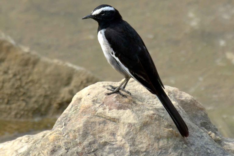 Large Pied Wagtail, White-Browed Wagtail, ममोला खञ्जन, चित्र सर्वाधिकार: आजाद सिंह, © Ajad Singh, सुहेलवा, पूर्वी बालापुर गाँव, राजा सुहेलदेव वाइल्डलाइफ सैंक्चुअरी, निकट नेपाल सीमा, जिला श्रावस्ती, उत्तर प्रदेश, February 03, 2018