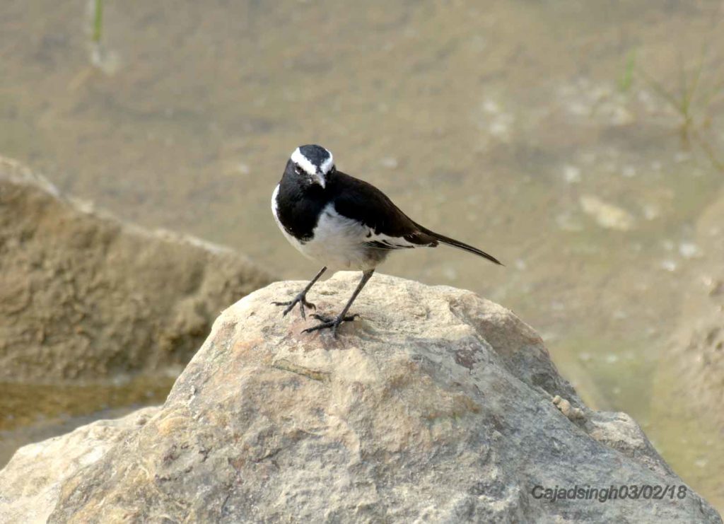 Large Pied Wagtail, White-Browed Wagtail, ममोला खञ्जन, चित्र सर्वाधिकार: आजाद सिंह, © Ajad Singh, सुहेलवा, पूर्वी बालापुर गाँव, राजा सुहेलदेव वाइल्डलाइफ सैंक्चुअरी, निकट नेपाल सीमा, जिला श्रावस्ती, उत्तर प्रदेश, February 03, 2018