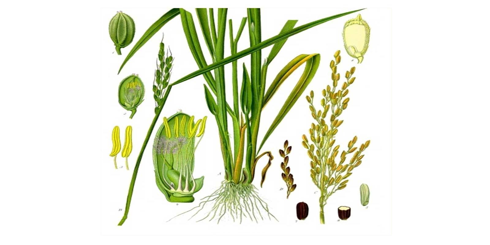Oryza_sativa_-_Köhler–s_Medizinal-Pflanzen