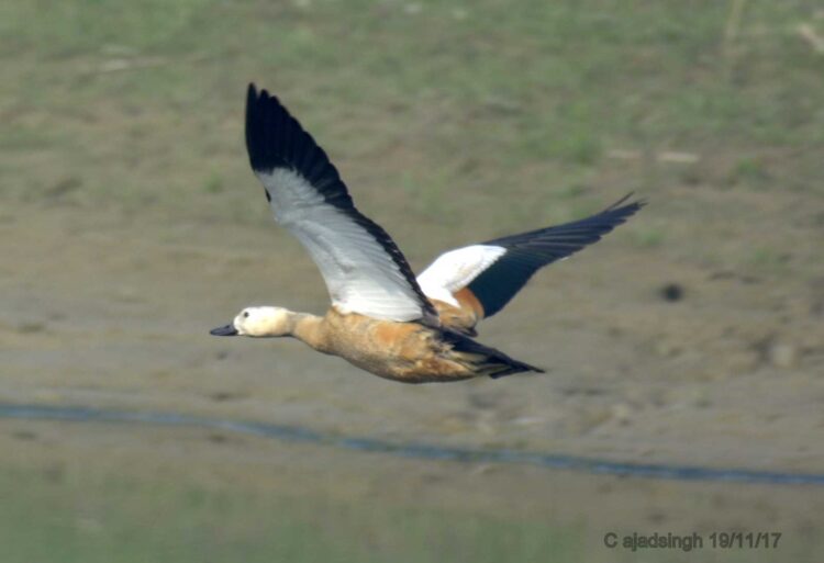 Rudy Shelduck, लाल सुरखाब, चकवा। चित्र सर्वाधिकार: आजाद सिंह, © Ajad Singh, सरयू नदी की कछार, माझा, अयोध्या, फैजाबाद उत्तर प्रदेश, November 19, 2018