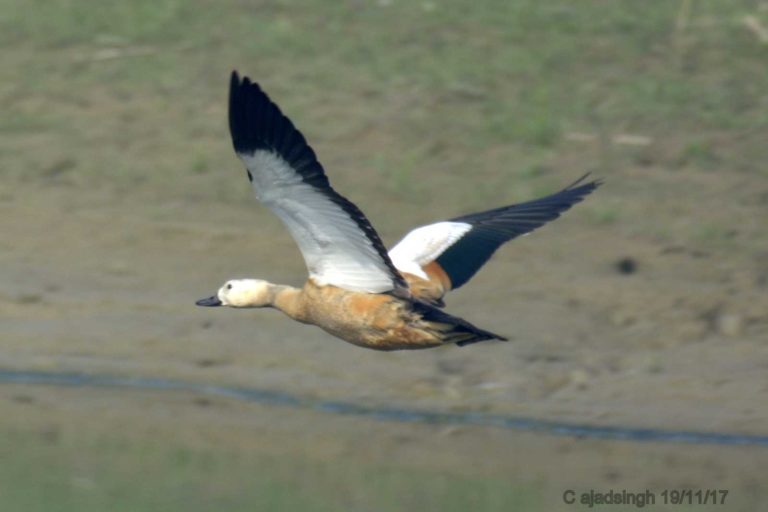 Rudy Shelduck, लाल सुरखाब, चकवा। चित्र सर्वाधिकार: आजाद सिंह, © Ajad Singh, सरयू नदी की कछार, माझा, अयोध्या, फैजाबाद उत्तर प्रदेश, November 19, 2018