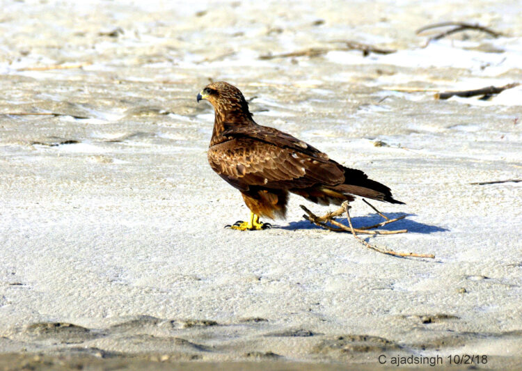 Black Kite / Common Pariah Kite, चील। चित्र सर्वाधिकार: आजाद सिंह, © Ajad Singh, सरयू नदी का कछार, माझा, अयोध्या, फैजाबाद उत्तर प्रदेश, February 10, 2018