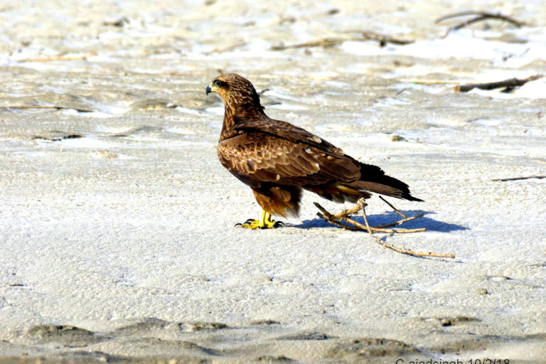 Black Kite / Common Pariah Kite, चील। चित्र सर्वाधिकार: आजाद सिंह, © Ajad Singh, सरयू नदी का कछार, माझा, अयोध्या, फैजाबाद उत्तर प्रदेश, February 10, 2018