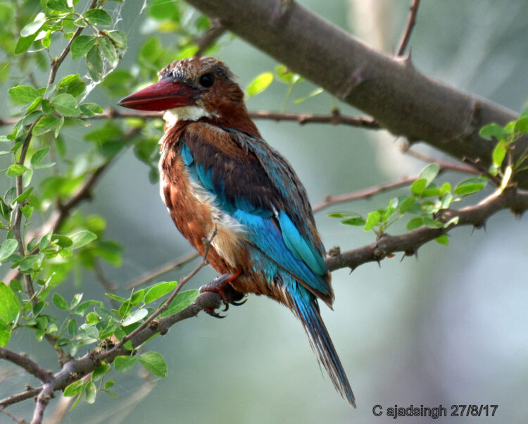 White Breasted Kingfisher, White Throated Kingfisher, किलकिला। चित्र सर्वाधिकार: आजाद सिंह, © Ajad Singh, सरयू नदी का कछार, माझा, अयोध्या, फैजाबाद उत्तर प्रदेश, August 27, 2017