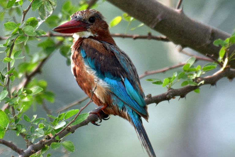 White Breasted Kingfisher, White Throated Kingfisher, किलकिला। चित्र सर्वाधिकार: आजाद सिंह, © Ajad Singh, सरयू नदी का कछार, माझा, अयोध्या, फैजाबाद उत्तर प्रदेश, August 27, 2017
