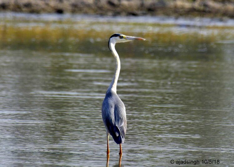 Grey Heron, खैरा बगुला। चित्र सर्वाधिकार: आजाद सिंह, © Ajad Singh, समदा झील, सोहावल, फैजाबाद उत्तर प्रदेश, May 10, 2018