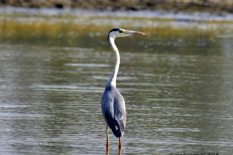 Grey Heron, खैरा बगुला। चित्र सर्वाधिकार: आजाद सिंह, © Ajad Singh, समदा झील, सोहावल, फैजाबाद उत्तर प्रदेश, May 10, 2018
