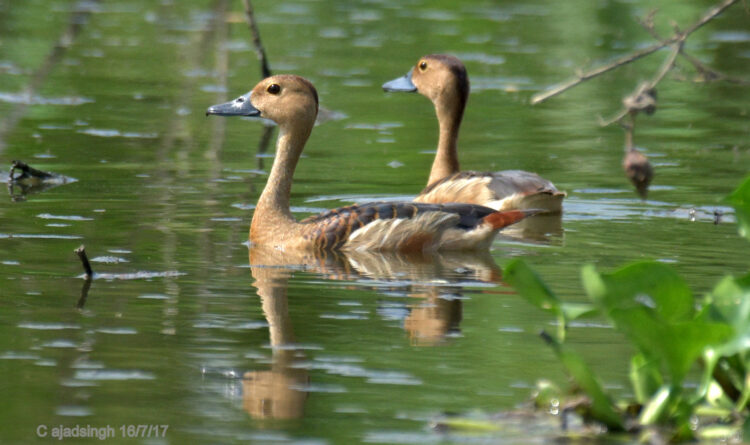 Indian Whistling Duck, छोटी सील्ही। चित्र सर्वाधिकार: आजाद सिंह, © Ajad Singh, सरयू नदी का कछार, माझा, अयोध्या, फैजाबाद उत्तर प्रदेश, July 16, 2017