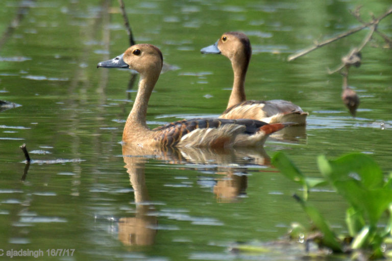 Indian Whistling Duck, छोटी सील्ही। चित्र सर्वाधिकार: आजाद सिंह, © Ajad Singh, सरयू नदी का कछार, माझा, अयोध्या, फैजाबाद उत्तर प्रदेश, July 16, 2017