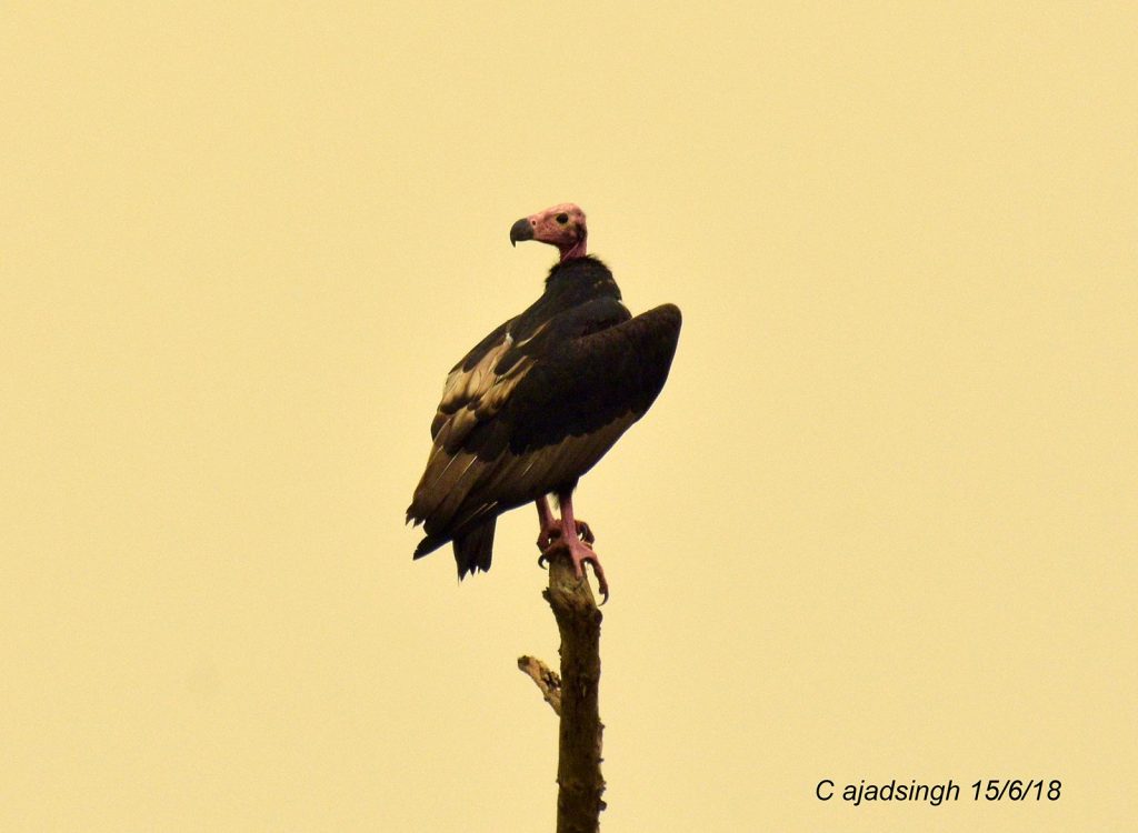 Red-Headed Vulture, भारतीय काला गिद्ध। चित्र सर्वाधिकार: आजाद सिंह, © Ajad Singh, कतरनियाघाट वाइल्ड लाइफ सैंक्चुअरी, बहराइच, उत्तर प्रदेश, June 15, 2018