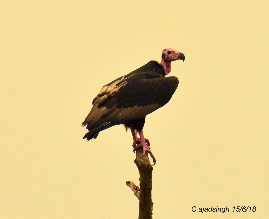 Red-Headed Vulture, भारतीय काला गिद्ध। चित्र सर्वाधिकार: आजाद सिंह, © Ajad Singh, कतरनियाघाट वाइल्ड लाइफ सैंक्चुअरी, बहराइच, उत्तर प्रदेश, June 15, 2018
