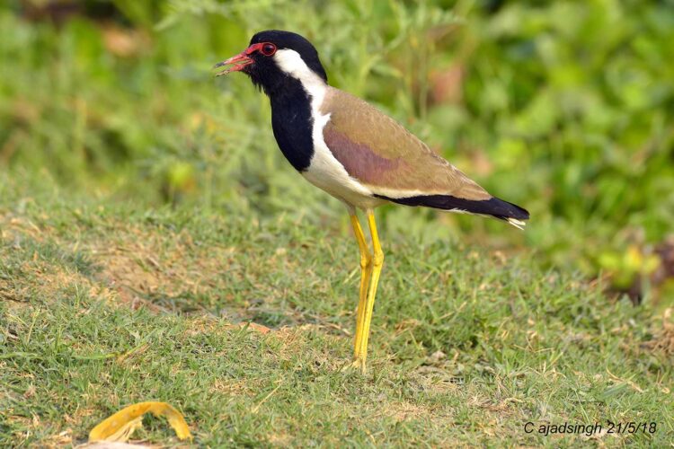 Red Wattled Lapwing, टिटिहरी। चित्र सर्वाधिकार: आजाद सिंह, © Ajad Singh, सरयू नदी का कछार, अयोध्या, फैजाबाद उत्तर प्रदेश, May 21, 2018