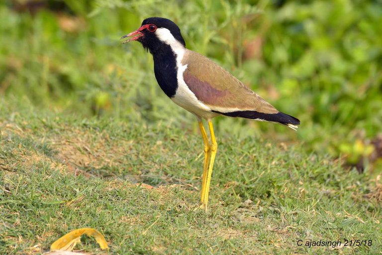 Red Wattled Lapwing, टिटिहरी। चित्र सर्वाधिकार: आजाद सिंह, © Ajad Singh, सरयू नदी का कछार, अयोध्या, फैजाबाद उत्तर प्रदेश, May 21, 2018