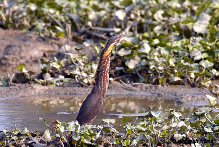 Black Bittern, काला जुन बगुला। चित्र सर्वाधिकार: आजाद सिंह, © Ajad Singh, सरयू आर्द्र भूमि, माझा, अयोध्या फैजाबाद, उत्तर प्रदेश, May 01, 2018