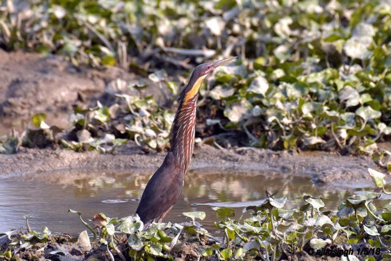 Black Bittern, काला जुन बगुला। चित्र सर्वाधिकार: आजाद सिंह, © Ajad Singh, सरयू आर्द्र भूमि, माझा, अयोध्या फैजाबाद, उत्तर प्रदेश, May 01, 2018