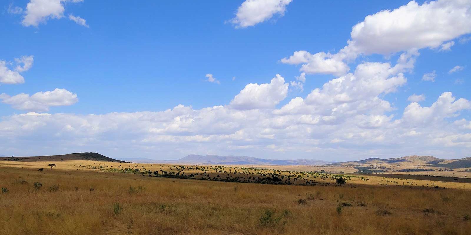 maasai-mara-typical