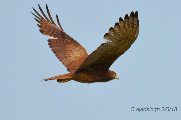 White Eyed Buzzard, Butastur Teesa, तीसा, श्वेतनेत्र गरुड, पुण्डरीकाक्ष सरट-सुपर्ण। चित्र सर्वाधिकार: आजाद सिंह, © Ajad Singh, सरयू आर्द्र भूमि, माझा, अयोध्या फैजाबाद, उत्तर प्रदेश, June 03, 2018