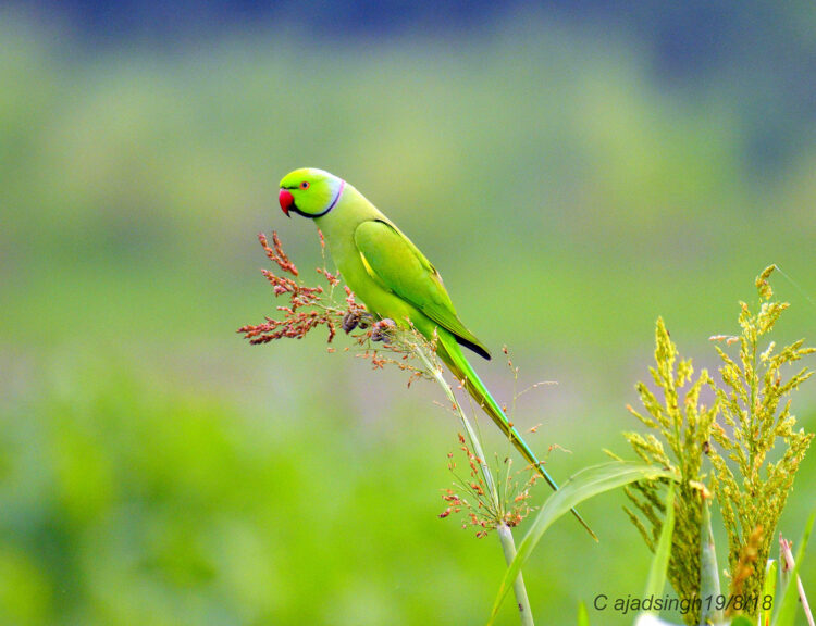 Rose-ringed Parakeet, Ring-necked Parakeet, तोता, राज शुक। चित्र सर्वाधिकार: आजाद सिंह, © Ajad Singh, सरयू आर्द्र भूमि, माझा, अयोध्या फैजाबाद, उत्तर प्रदेश, September 19, 2018