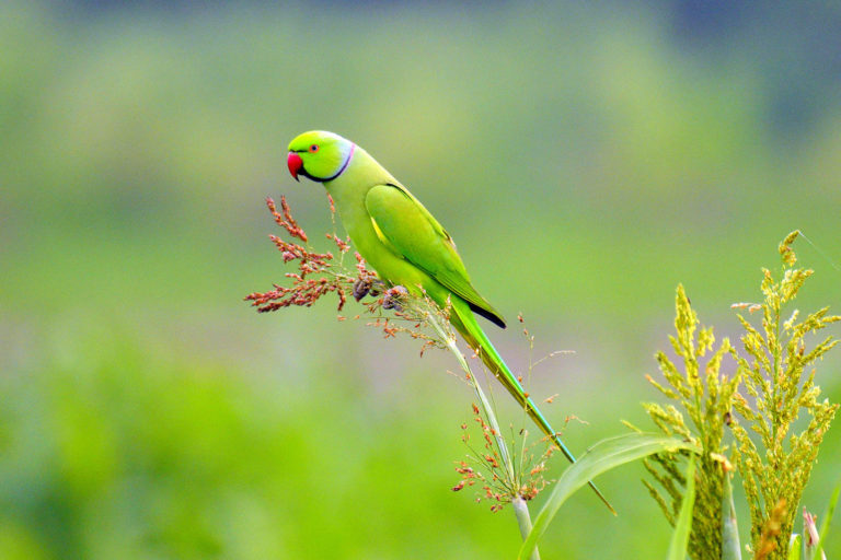 Rose-ringed Parakeet, Ring-necked Parakeet, तोता, राज शुक। चित्र सर्वाधिकार: आजाद सिंह, © Ajad Singh, सरयू आर्द्र भूमि, माझा, अयोध्या फैजाबाद, उत्तर प्रदेश, September 19, 2018
