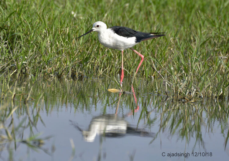 Black-Winged Stilt गजपाँव। चित्र सर्वाधिकार: आजाद सिंह, © Ajad Singh, सरयू आर्द्र भूमि, माझा, अयोध्या, फैजाबाद, उत्तर प्रदेश, October 10, 2018