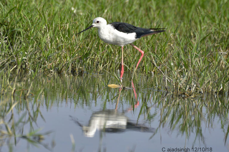 Black-Winged Stilt गजपाँव। चित्र सर्वाधिकार: आजाद सिंह, © Ajad Singh, सरयू आर्द्र भूमि, माझा, अयोध्या, फैजाबाद, उत्तर प्रदेश, October 10, 2018