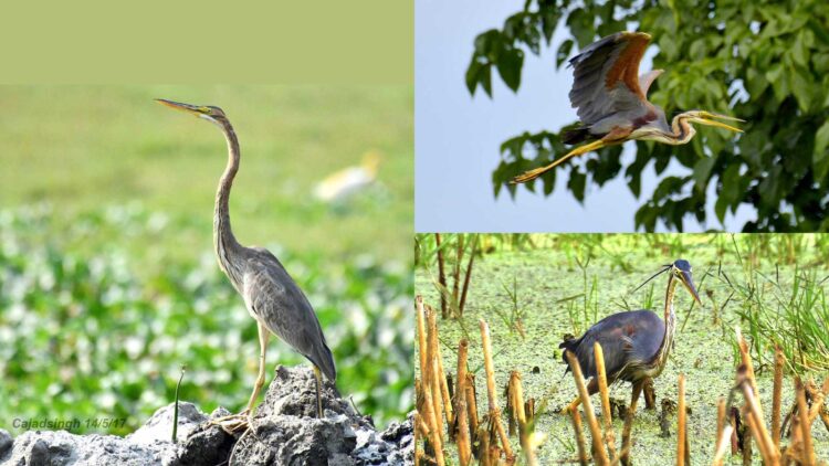Purple Heron, Ardea Purpurea, लाल अञ्जन। चित्र सर्वाधिकार: आजाद सिंह, © Ajad Singh, सरयू आर्द्र भूमि, माझा, अयोध्या, फैजाबाद, उत्तर प्रदेश, May 14, 2017, September 21, 2018