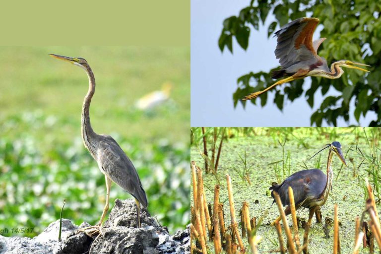 Purple Heron, Ardea Purpurea, लाल अञ्जन। चित्र सर्वाधिकार: आजाद सिंह, © Ajad Singh, सरयू आर्द्र भूमि, माझा, अयोध्या, फैजाबाद, उत्तर प्रदेश, May 14, 2017, September 21, 2018
