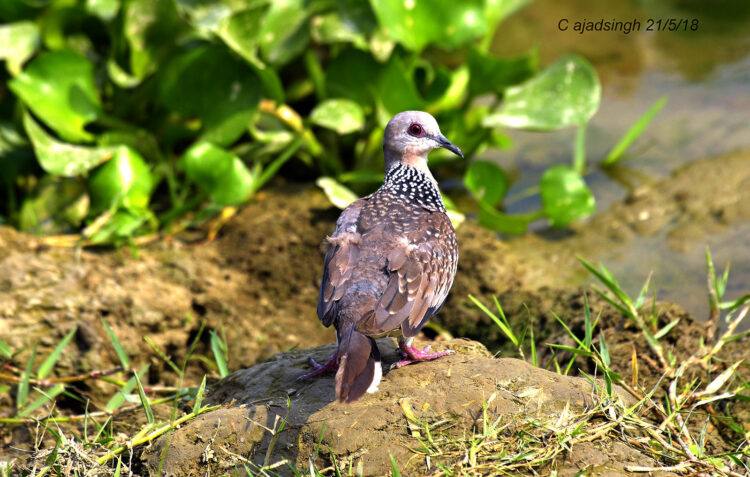 Spotted Dove फाक्ता। चित्र सर्वाधिकार: आजाद सिंह, © Ajad Singh, सरयू आर्द्र भूमि, माझा, अयोध्या, फैजाबाद, उत्तर प्रदेश, May 05, 2018